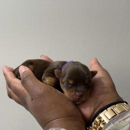 Millie. - Chocolate and tan female Yorkshire Terrier puppy in Winston Salem, North Carolina from Pawfectly Tailored Yorkie's