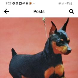 Whimsey - Miniature Pinscher
