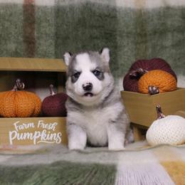 Mint - Gray and white female Siberian Husky puppy in York, Pennsylvania from Spalla Pups