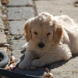 Double Doodle, Goldendoodle, and Poodle Puppies from Top of the Hill Doodles