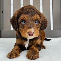 Hershey - Chocolate male Goldendoodle puppy in Auburn, Indiana from Martin’s Doodles