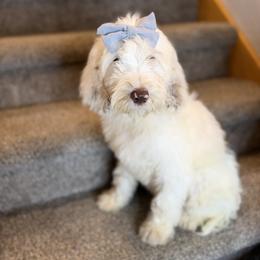 Stella - Black and white female Springerdoodle puppy in Cassville, Wisconsin from Storyside Kennels