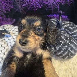 Sultana - Black and tan female Dachshund puppy in Bigfork, Minnesota from Long Ears and Long Dogs Ranch