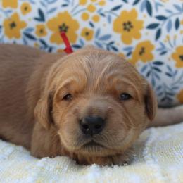 Red boy - Golden male Golden Retriever puppy in Landrum, South Carolina from Golden Dreams