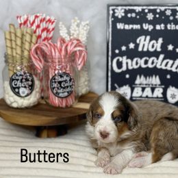 Aussiedoodle Puppies from Silva Ranch Doodles