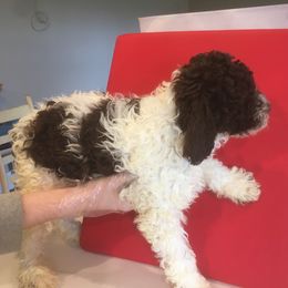 Boy 1 - Lagotto Romagnolo puppy in Lynden, Washington from Northwest Lagotto