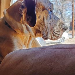 June - Great Dane
