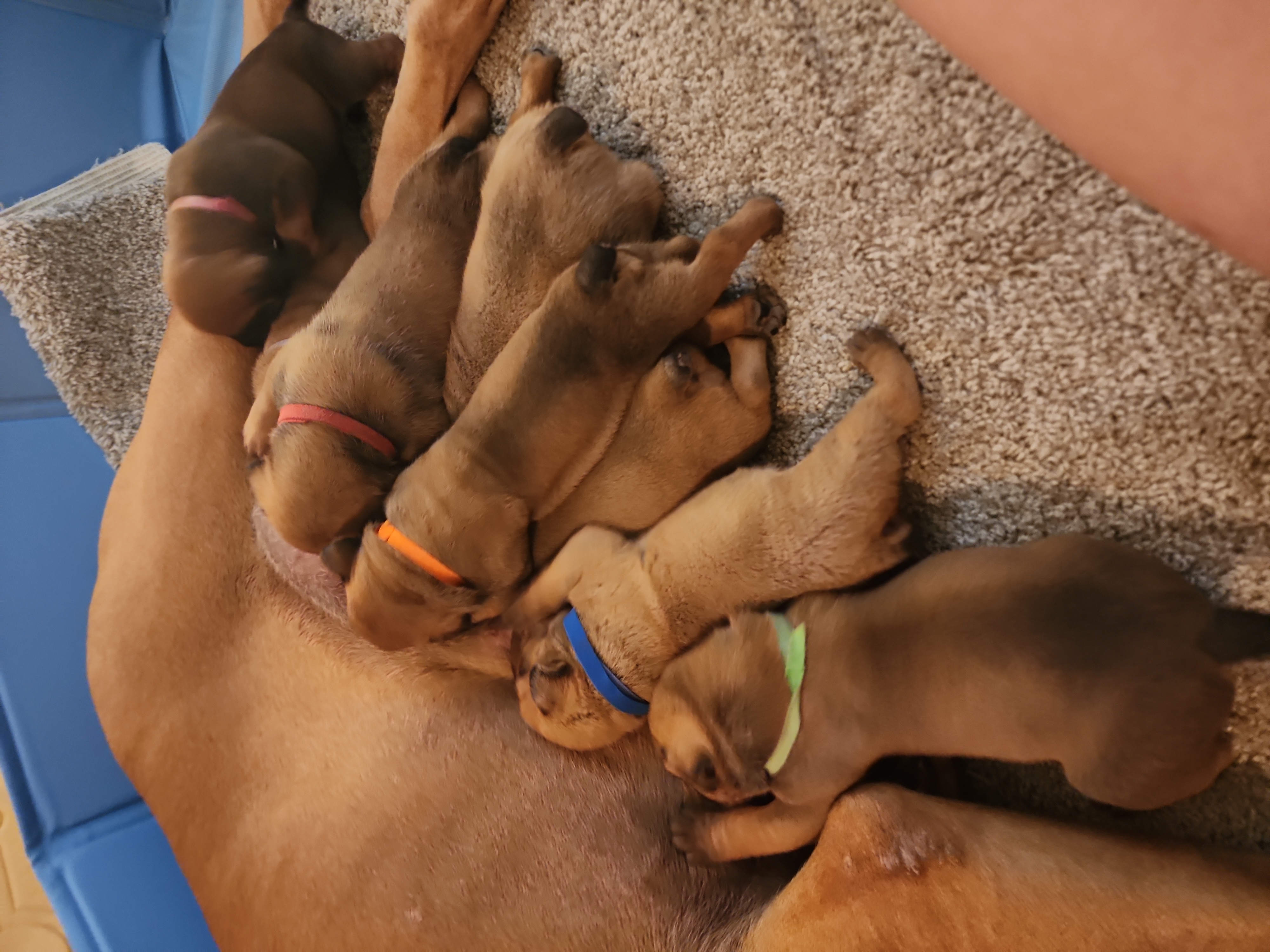 Boerboel Puppies from Pine River Boerboels