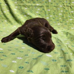Boom-boom - Liver female German Shepherd puppy in Los Lunas, New Mexico from Mali's German Shepherds LLC