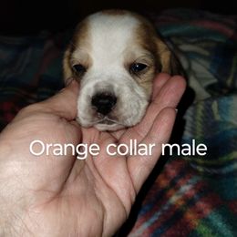 Boy 2 - Beagle puppy from Lacy's Beagles