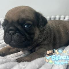 Sylvester - Fawn male Pug puppy in Martville, New York from Hug a Pug LLC