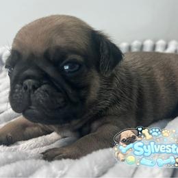 Sylvester - Fawn male Pug puppy in Martville, New York from Hug a Pug LLC