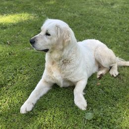 Northy - Golden Retriever
