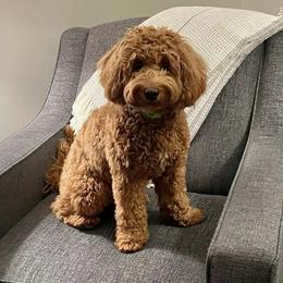Goldendoodle and Golden Mountain Doodle All Grown Up from Howard Hills Doodles
