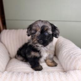 Cannoli BLUE EYES - male Australian Mountain Doodle puppy in Sweetwater, Florida from Sandy Snout Doodles