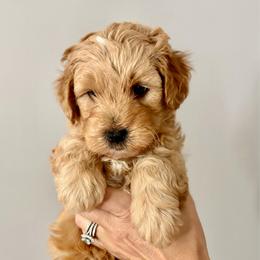 Smalls - Cream male Goldendoodle puppy in Dayton, Tennessee from MK Goldendoodles
