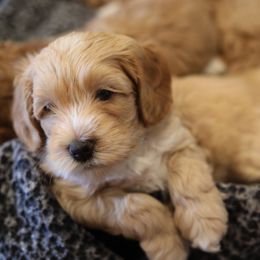 Australian Labradoodle Puppies from Majestic Labradoodles