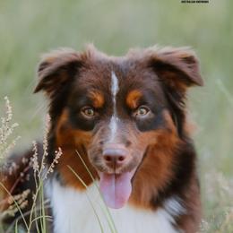 Legend - Miniature American Shepherd