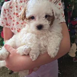 Angel - Blenheim female Cavapoo puppy in Blackfoot, Idaho from Rocky Desert Goldens and Cavaliers