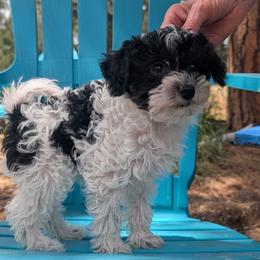 Clover - Black and white male Schnoodle puppy in Colorado Springs, Colorado from Spice Mountain Puppies