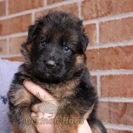 Girl 4 - Black and red female German Shepherd puppy in Mount Vernon, Missouri from German Haus German Shepherds LLC