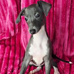 Doe A Deer - White and blue female Italian Greyhound puppy in Cadwell, Georgia from All The DoDa Day Italian Greyhounds