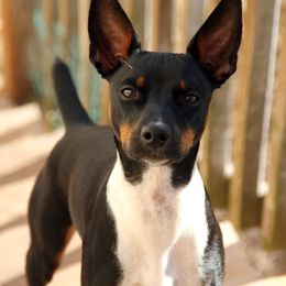 Rat Terrier Puppies from River Ridge Rat Terriers