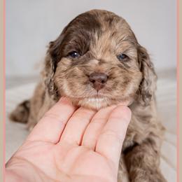 Bear - Merle male Cockapoo puppy in Connersville, Indiana from Deaz Doodle Ranch