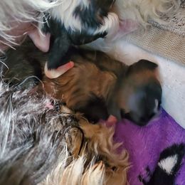 Shihpoo Puppies from Perfect Companion Puppies