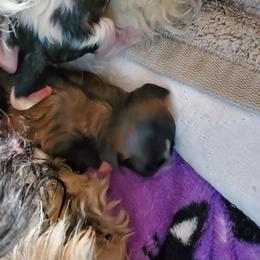 Shihpoo Puppies from Perfect Companion Puppies