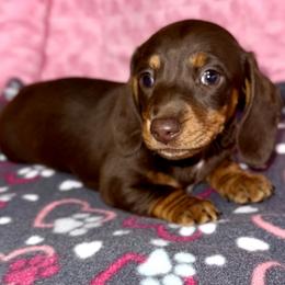 Girl 1 - Chocolate and tan female Dachshund puppy in Fredonia, Arizona from Desert Horizon Dachshunds