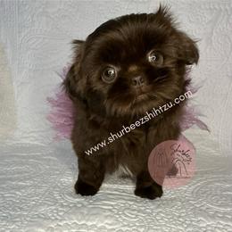 Shih Tzu Puppies from Shurbeez Shih Tzu