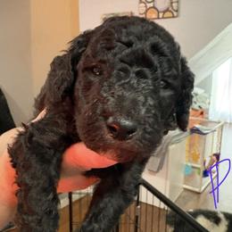 Pepper - Black male Poodle puppy in Calhoun, Georgia from Johnson Kennels