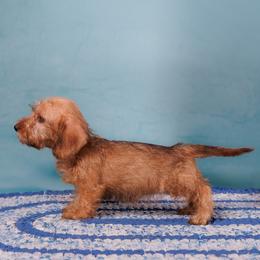 Isla-Read Full Description - Red female Dachshund puppy in Auxvasse, Missouri from Above Par Kennels