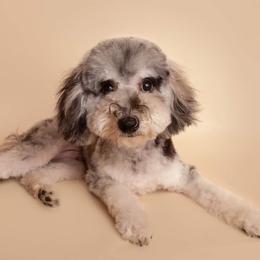 Cade - with training - Gray male Poodle puppy in Boonville, North Carolina from Doods & Dolls