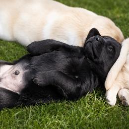 Labrador Retriever Puppies from Meritrust Labradors