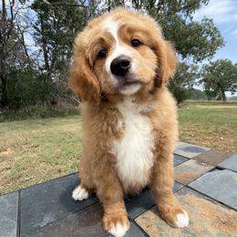 Big Red - Red male Bernedoodle puppy in Sioux Falls, South Dakota from WhiskeyCreek Doodles
