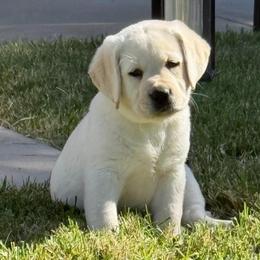 Brown - Yellow female Labrador Retriever puppy in Medford, Oregon from Valley View English Labs