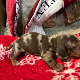Oreo - Dapple Dachshund puppy in Clifton, Idaho from Diamondline Doberman