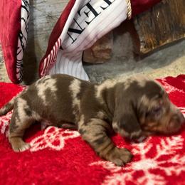 Oreo - Dapple Dachshund puppy in Clifton, Idaho from Diamondline Doberman