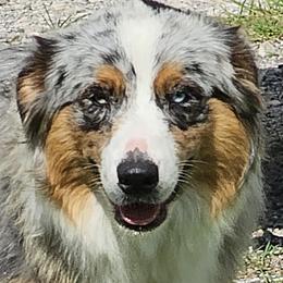  - Australian Shepherd