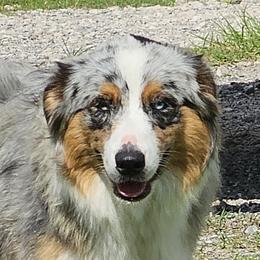  - Australian Shepherd