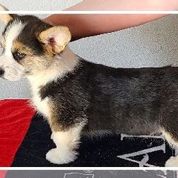 French Bulldog and Pembroke Welsh Corgi Puppies from Genuwin