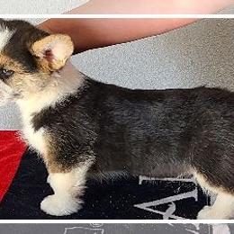 French Bulldog and Pembroke Welsh Corgi Puppies from Genuwin