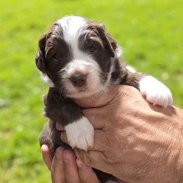 Mocha - Brown and white female Aussiedoodle puppy in Lebanon, Oregon from Abbott Family Farm