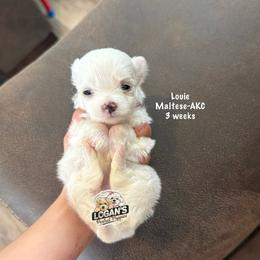 Louie - White male Maltese puppy in Paden, Oklahoma from Logan's Perfect Puppies