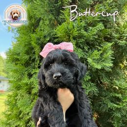Buttercup - Black female Goldendoodle puppy in Waterford, Michigan from Oh My Doodness!