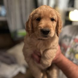 Black collar - Dark golden male Golden Retriever puppy in Rainier, Washington from Hanson’s NW Goldens & Doodles