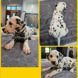 Yellow - White and black male Dalmatian puppy in Pulaski, Tennessee from River Valley Forge Dalmatians