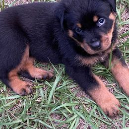 Rottweiler Puppies from Bold & Beautiful Rottweilers